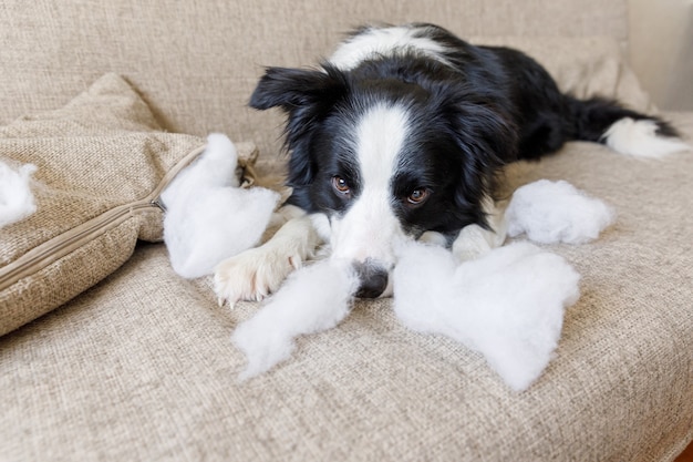 自宅のソファに横たわっているいたずら噛む枕の後のいたずら子犬の犬のボーダーコリー