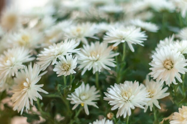 Nauw gefotografeerde witte chrysanten bloeien Selectieve focus