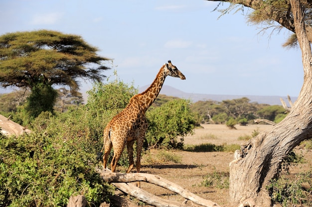 Nauwe giraf in Nationaal park van Kenia, Afrika