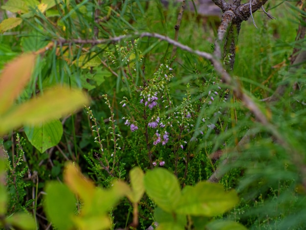 Nauwe weergave van prachtige heidebloemen en stengels