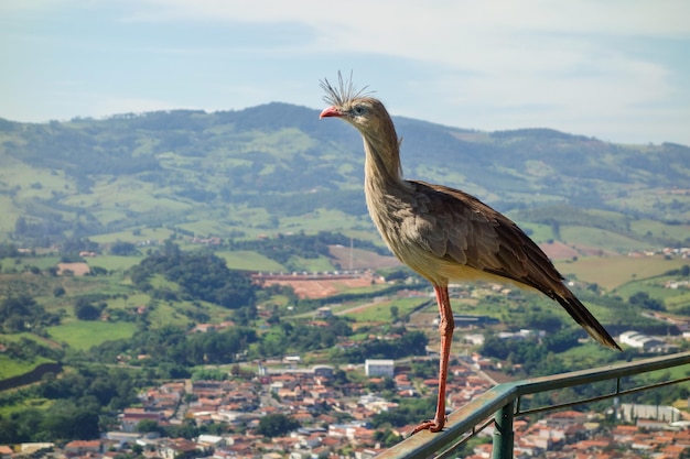 Nauwe weergave van Seriema braziliaanse vogel aka Cariama cristata