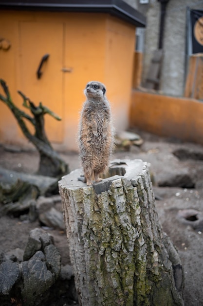 Nauwe weergave van stokstaartjes in een van de Praagse dierentuin Europa