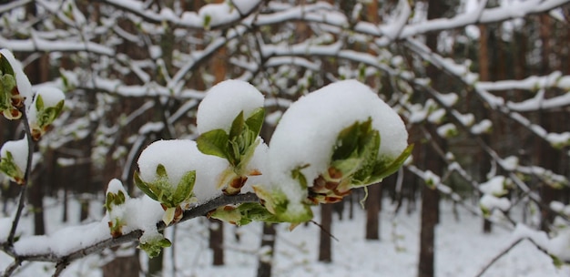 Nauwelijks tot bloei komende toppen aan een boom zijn bedekt met sneeuw na een lentesneeuwval
