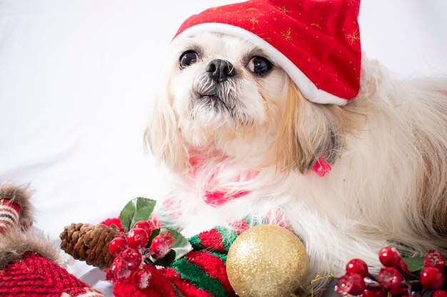 navidad con mi mascota