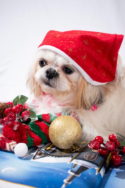 Foto navidad con mi mascota