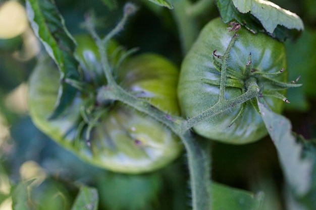 Nazomer in biologische gemeenschappelijke moestuin.