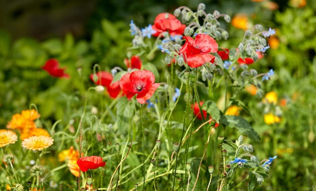 Nazomertuin Een foto van de tuin in de nazomer