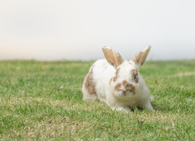 写真 緑の草の上にあるウサギや可愛いウサギ