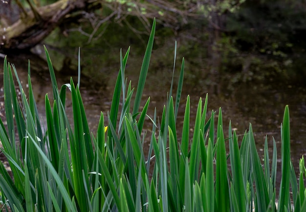 Near the pond with fresh sedge