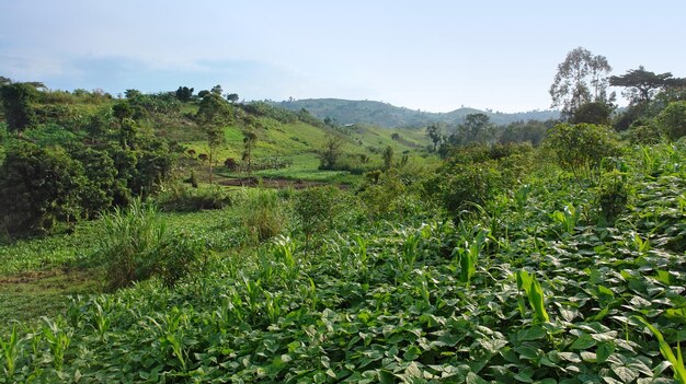 near Rwenzori Mountains