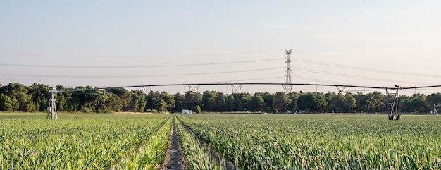 Near Segovia, a garlic plantation with thick grasses and a flexible micro-sprinkler irrigation system.