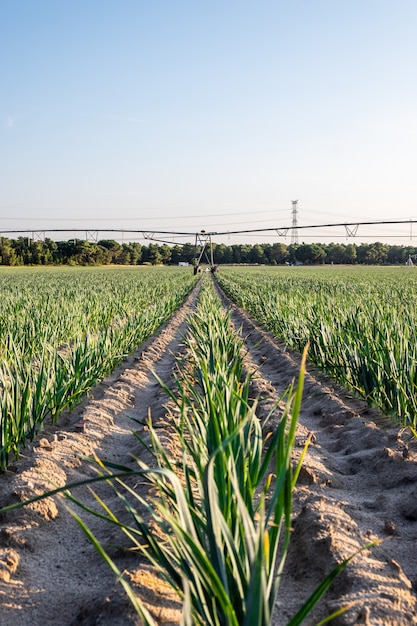 Near Segovia, a garlic plantation with thick grasses and a flexible micro-sprinkler irrigation system.