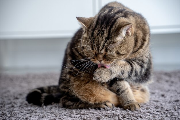 きちんとした猫と猫が舌を見せてくれる