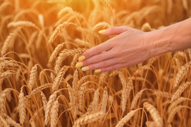 Neat delicate manicure on short nails on background of ripe wheat Natural beauty