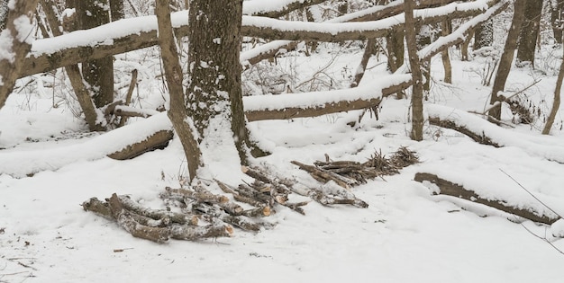 аккуратно сложенные бревна для разведения костра на снегу в зимнем лесу