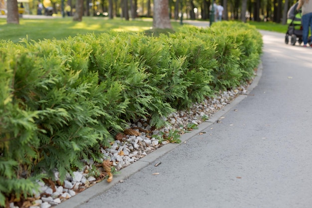 Neatly trimmed bushes at the track. nature in the city. green\
trees on a sunny day. urban green park