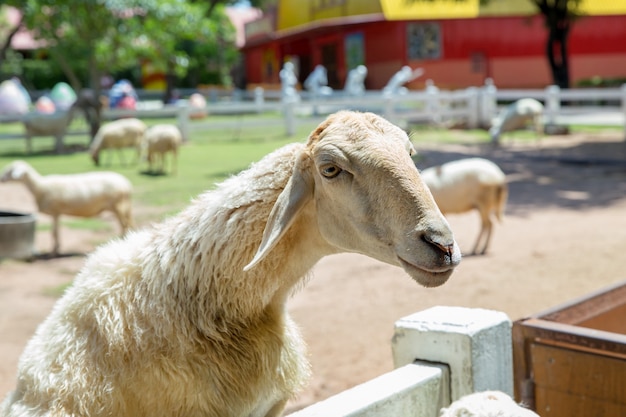 Neck of The white Sheep in Farm