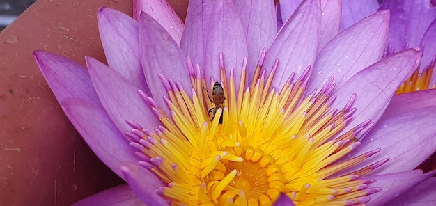 Nectardans Het sierlijke ballet van de bij op de bloem