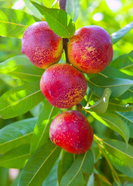 nectarine fruit op een boom met rode kleur