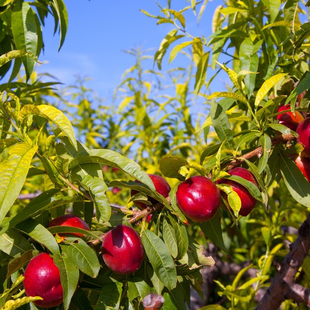 nectarine fruit op een boom met rode kleur