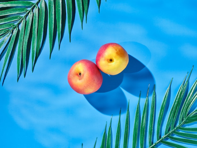 Nectarines (peaches) on a blue background