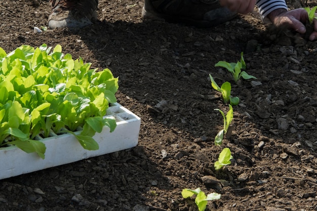 Nederig gedeelte van de man die op het veld plant