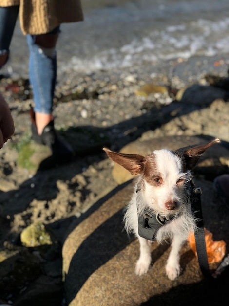 Foto nederig gedeelte van een op de vloer staande hond