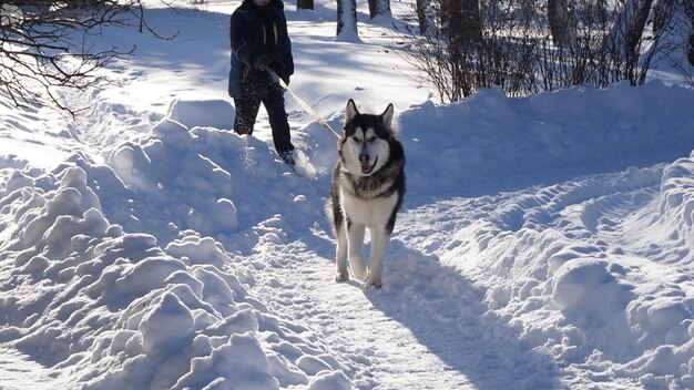 Foto nederig gedeelte van een persoon die een siberische husky leash vasthoudt op een met sneeuw bedekt veld