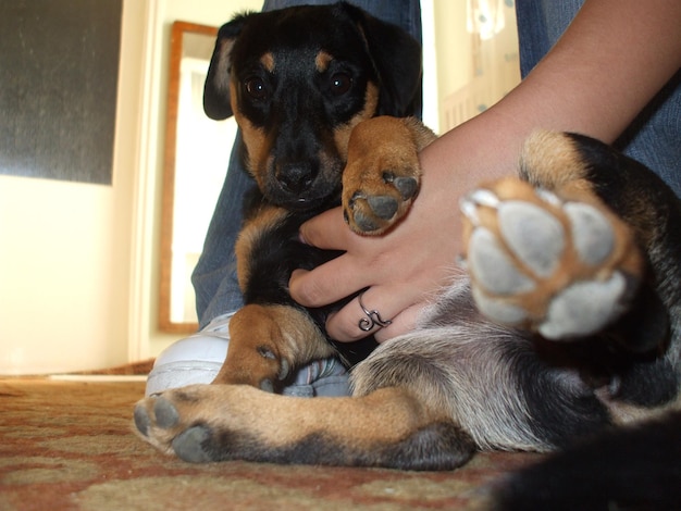 Foto nederig gedeelte van een persoon die thuis een hond op een tapijt houdt