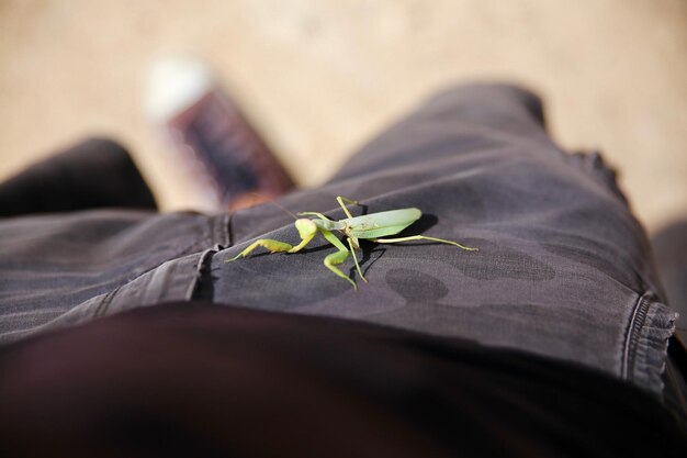 Foto nederig gedeelte van het insect op de vinger