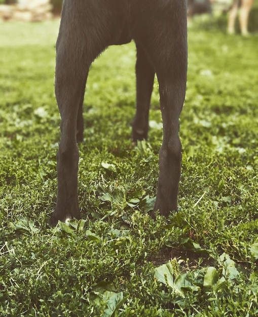 Foto nederig gedeelte van het paard op het veld