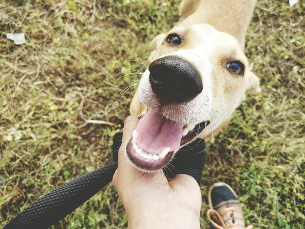 Foto nederig gedeelte van persoon met hond op het veld