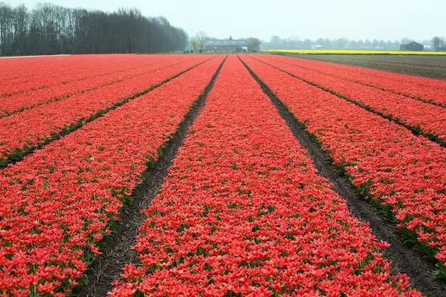 Nederlandse bloemenvelden