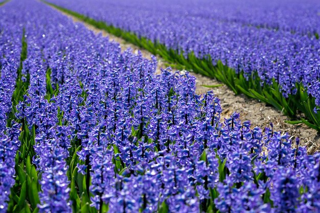 Nederlandse bloemenvelden