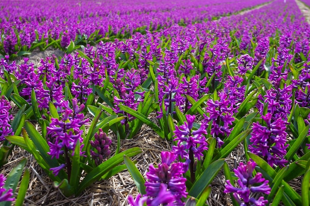 Nederlandse bloemenvelden