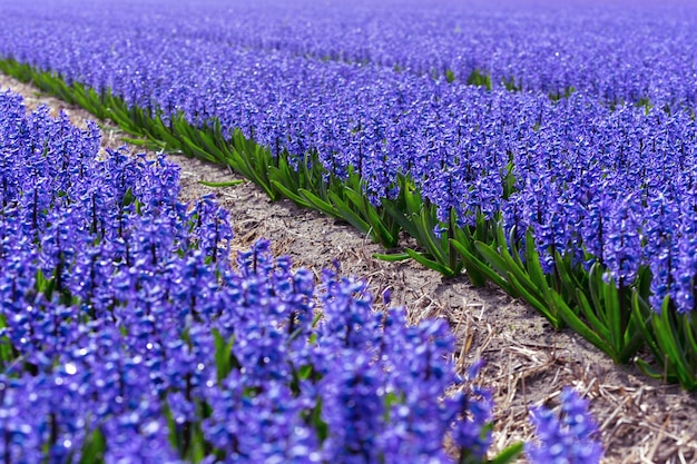 Nederlandse bloemenvelden