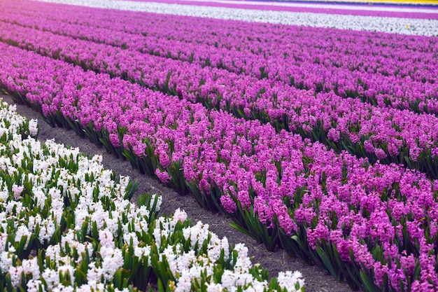 Nederlandse bloemenvelden