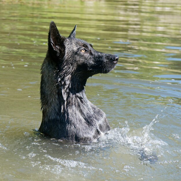 Nederlandse herder