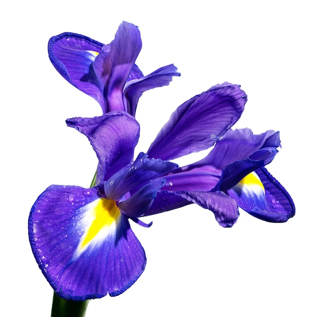 Nederlandse iris op een witte achtergrond