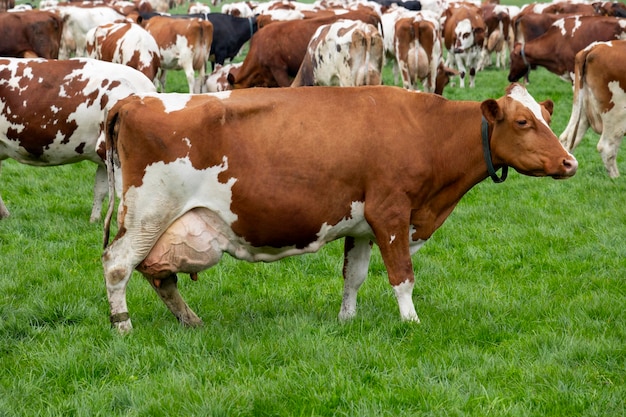 Nederlandse koe in de groene weide