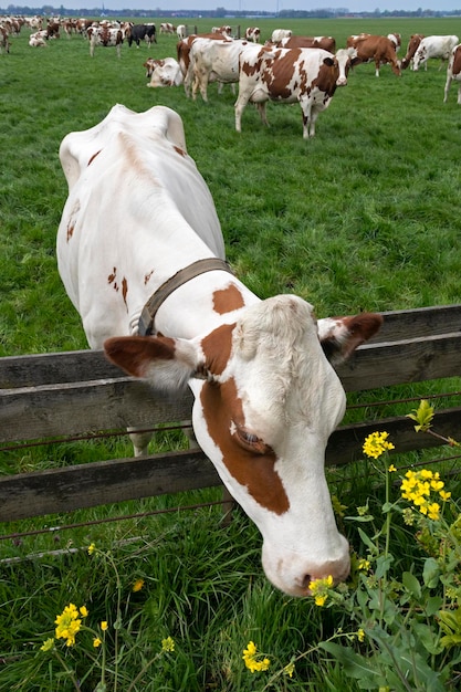 Nederlandse koe ruikt een veld mosterdbloem