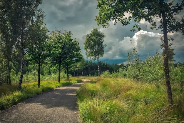 Nederlandse natuur