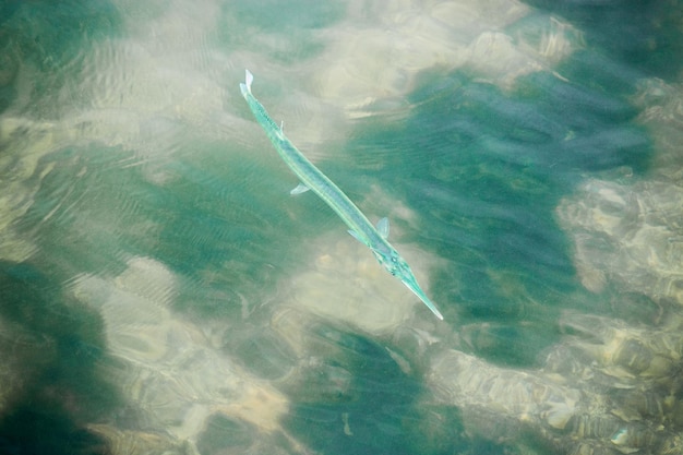 Needlefish swimming in shallow water