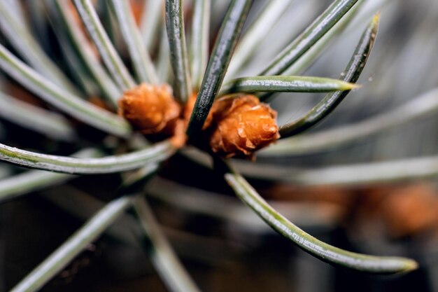 Image of Close-up of blue spruce needles