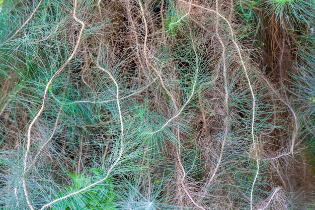 Needles of Canarian pine.