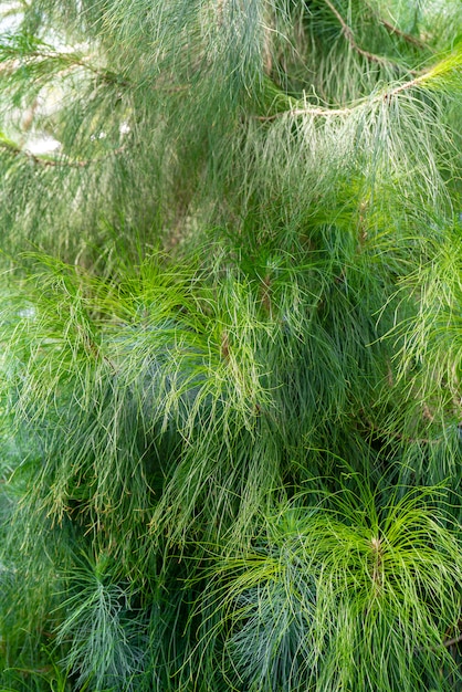 Needles of Canarian pine.