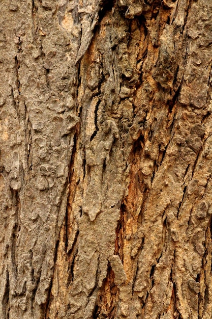 Neem Bark Texture Vijayapura Karnataka