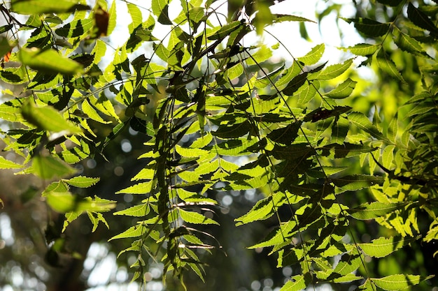 Neem de bladtak van de boom