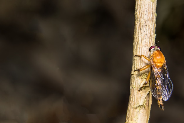 Neem een ​​betere foto Robberfly