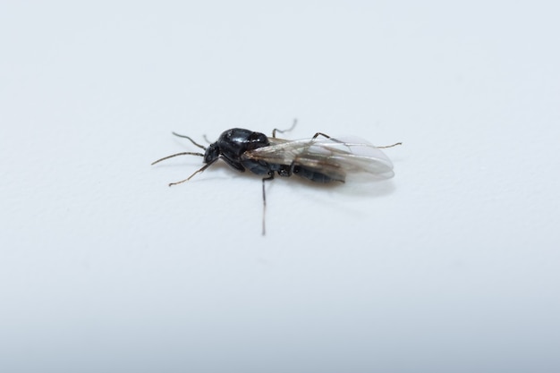 Neem een ​​close-up van mieren